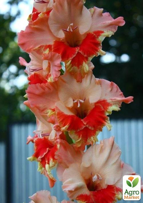 Гладіолус "Arcas" 3шт - фото 4