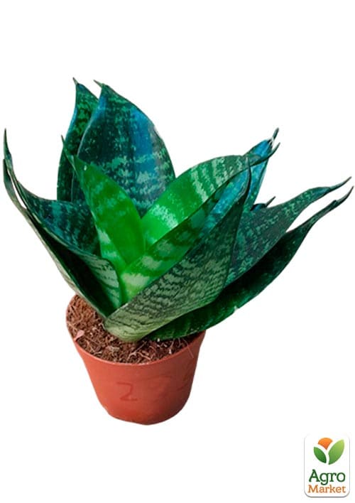 LMTD Сансевієрія "Green Hahnii" висота рослини 15-25см - фото 5