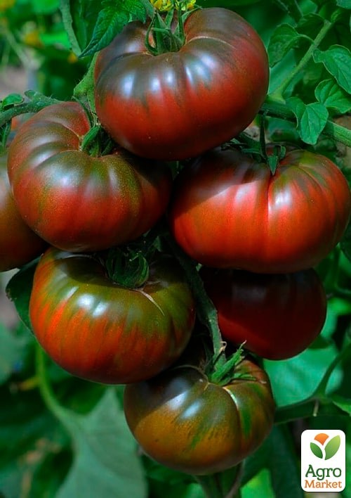 Томат "Мікадо чорний" (Зипер) ТМ "Весна" 0.5г - фото 2