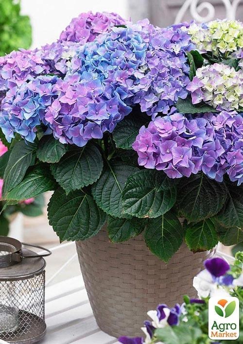 Гортензия крупнолистная 3-х летняя "Early Blue" - фото 5