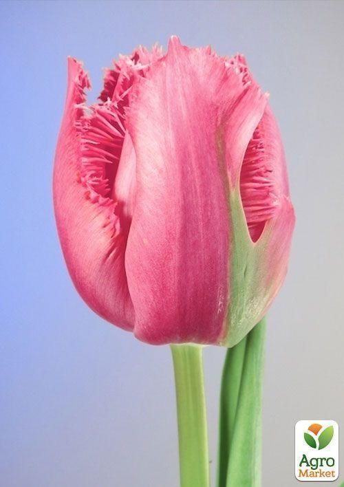 Тюльпан "Madison Garden" 3шт в упаковці