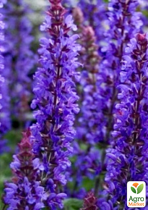 Шалфей превосходный "Merleau Blue Compact" С2