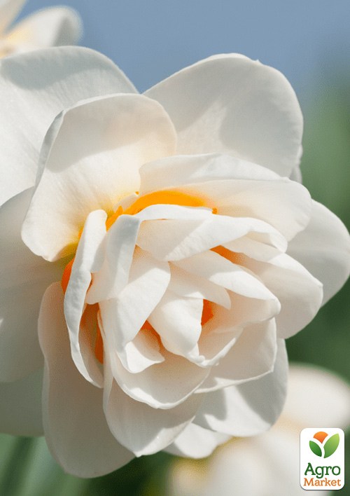 Нарцисс "Gay Tabor"