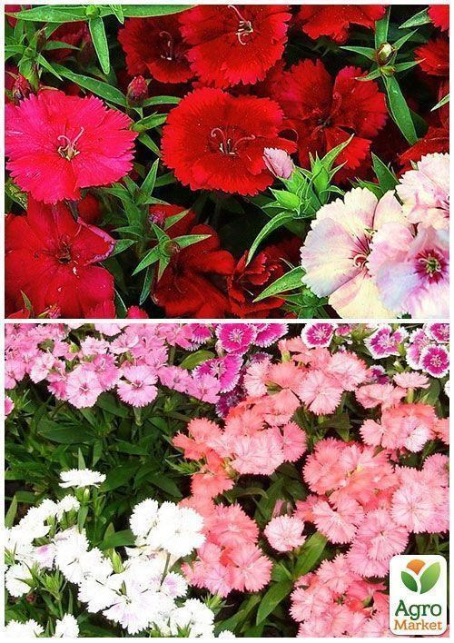 На вагу Гвоздика Альпійська суміш ТМ "Весна" ціна за 1,5г - фото 2