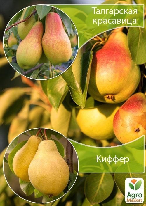 Дерево-сад Груша "Талгарская красавица+Киффер " 