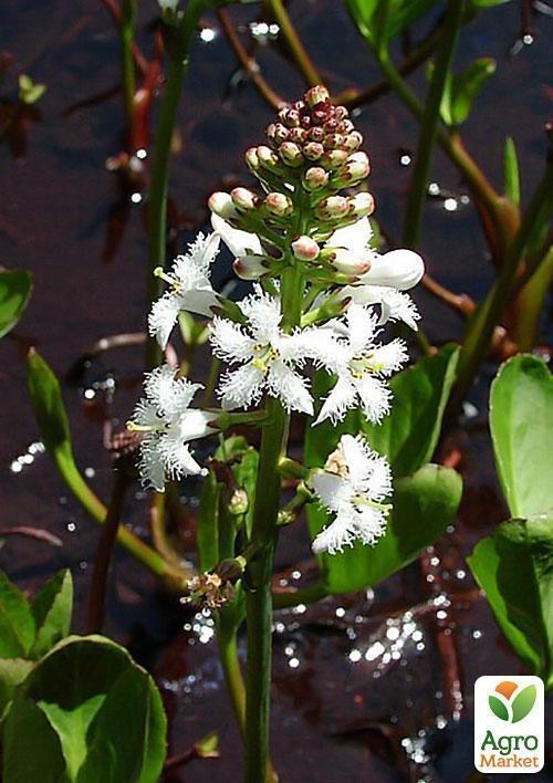 Вахта трехлистная - фото 4