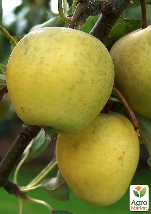 Яблоня "Питмастон" укорененная в контейнере (саженец 2 года) - фото 2