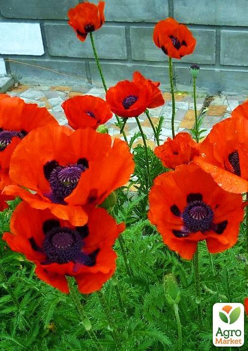 Мак східний "Червоний" NEW