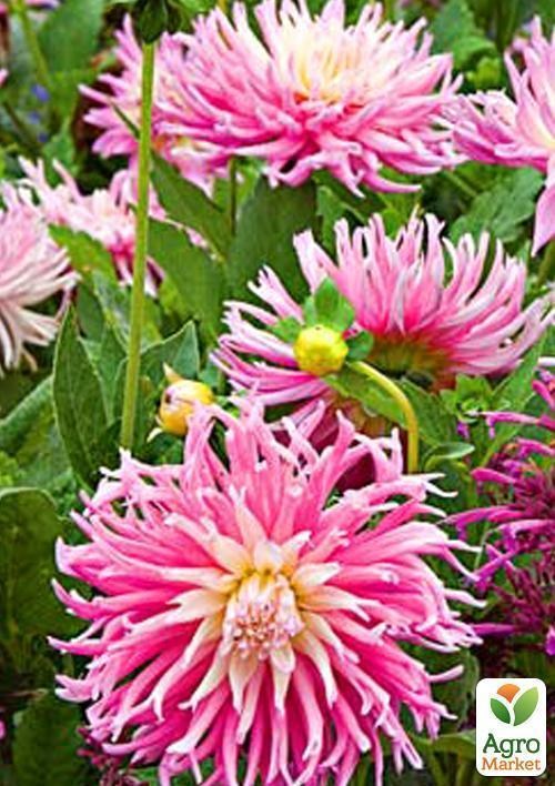 Георгина "Star´s Favourite" 1шт в упаковке - фото 2