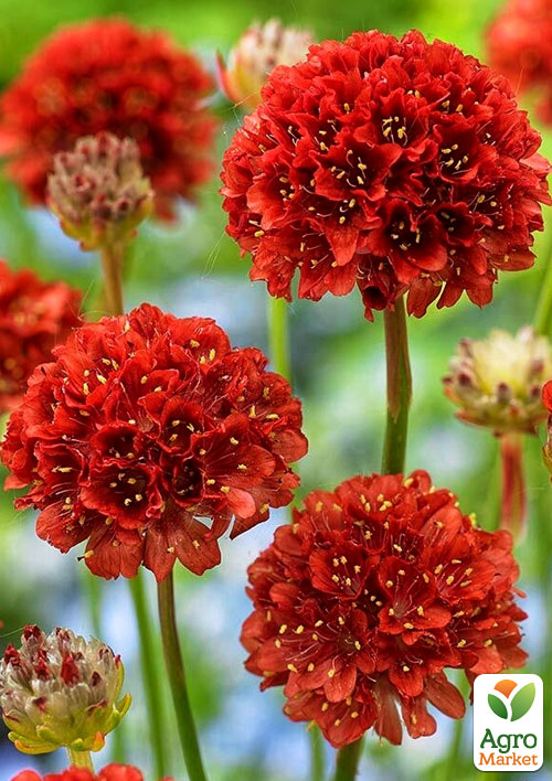 Армерия приморская "Ballerina Red"