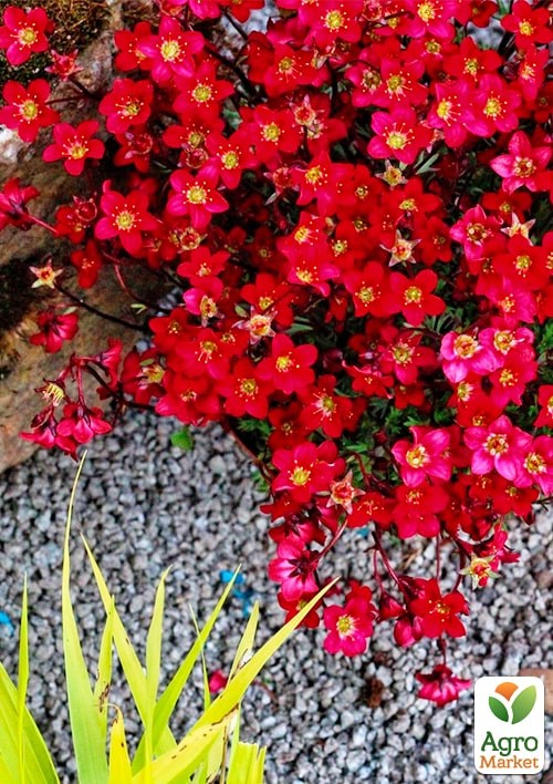 Камнеломка Арендса "Highlander Red" - фото 2