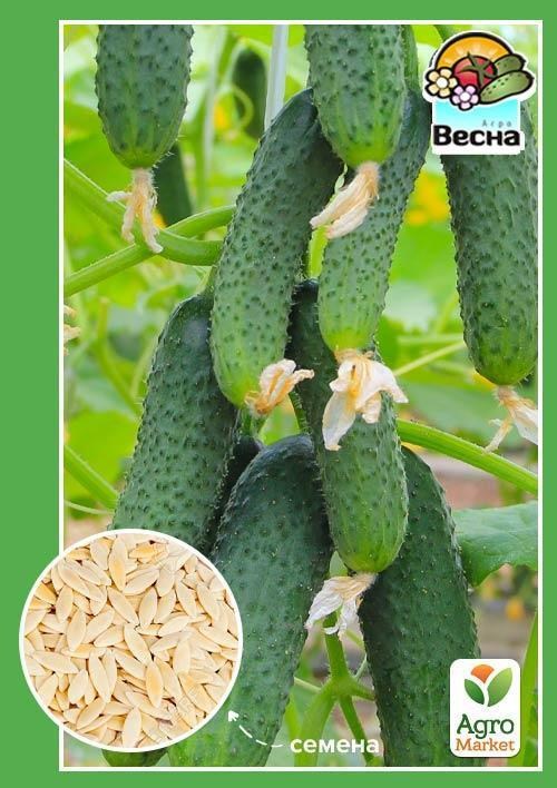 Огірок "Галина F1" ТМ "Весна" 0.25г