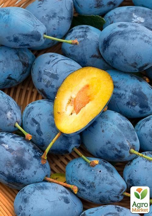 Слива "Лагидна" (летний сорт, ранний срок созревания) - фото 3