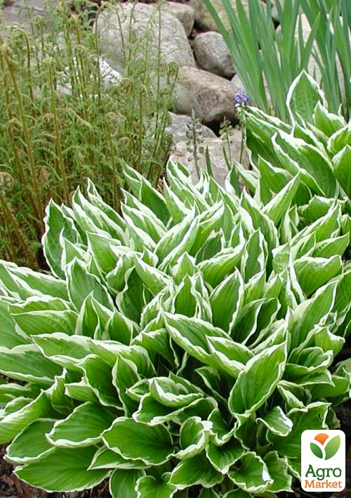 Хоста "Undulata Albomarginata" 
