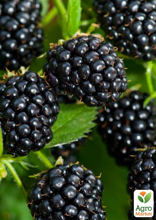 Ожина "Тризуб" 2-річна укорінена в контейнері - фото 7