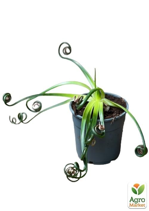 LMTD Альбука спіральна "Frizzle Sizzle" (15-20см) - фото 3