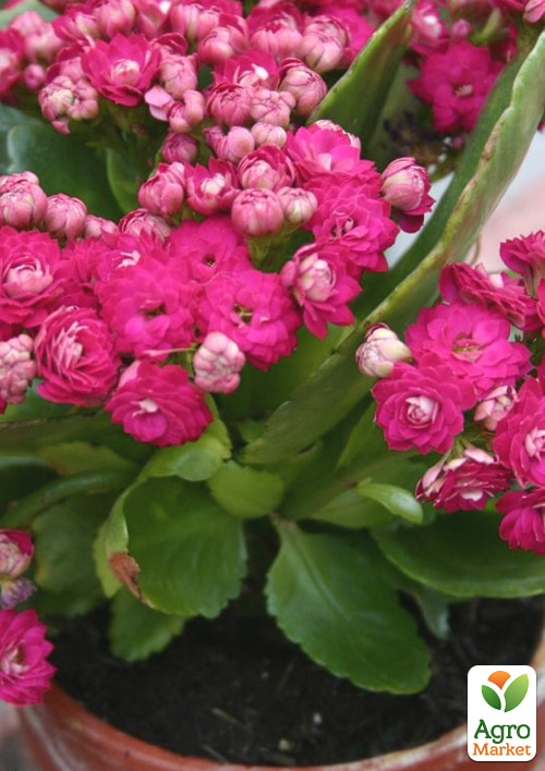 Каланхоэ Блоссфельда "Rose" (Kalanchoe Blossfeldiana) (Нидерланды) - фото 7