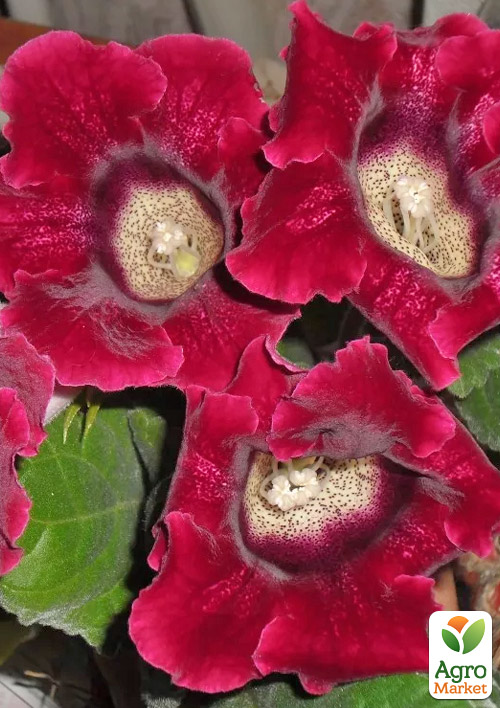 Глоксинія "Etoile de Feu"