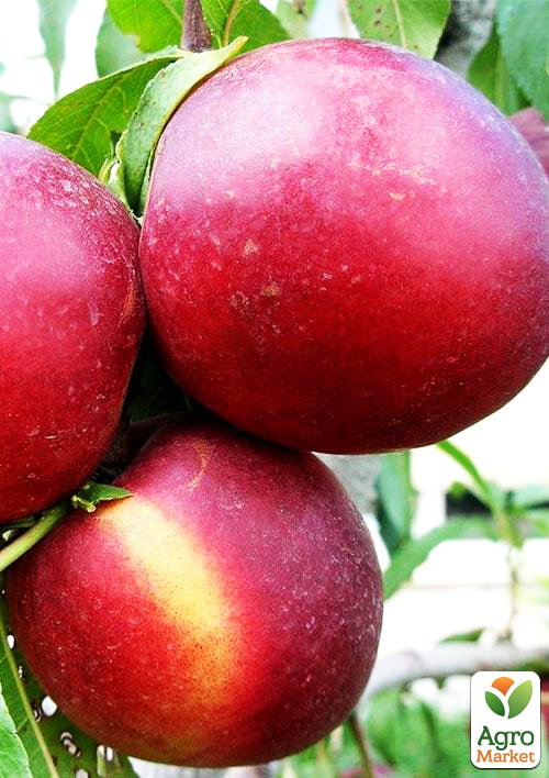 Нектарин "Леди Эрика" (лысый персик, летний сорт, поздний срок созревания)