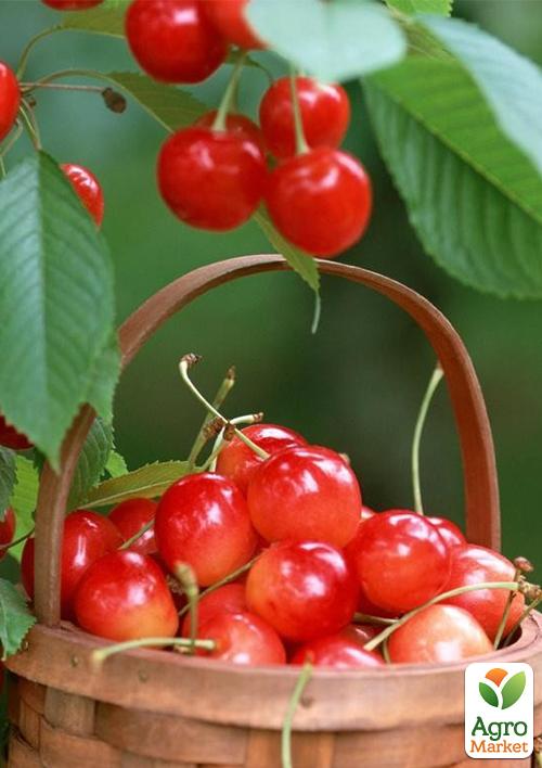 Черешня розовая "Любава" (летний сорт, среднепоздний срок созревания)