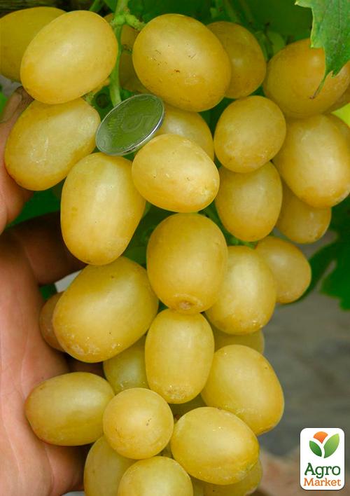 Виноград "Злато" (очень ранний срок созревания)