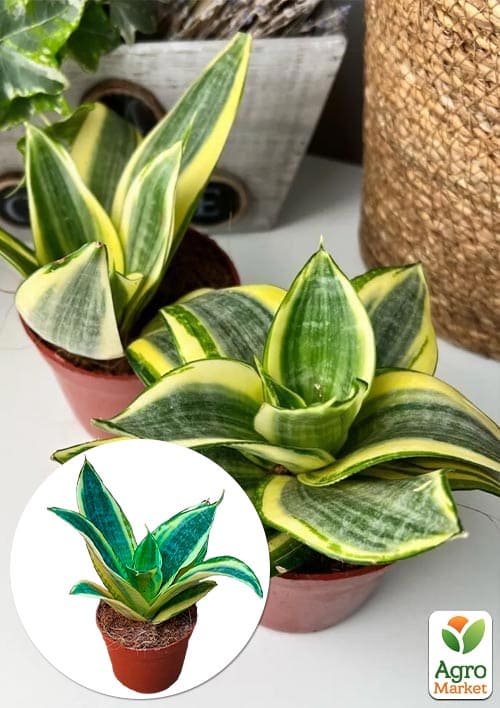 LMTD Сансевиерия "Golden Hahnii" высота растения 15-25см