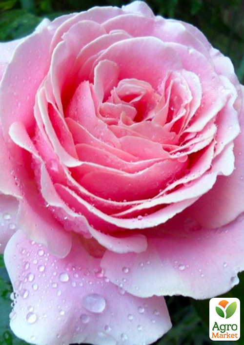 Роза чайно-гибридная "Frederic Mistral"