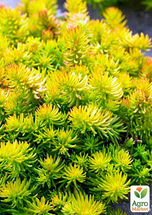 Очиток отогнутый "Ангелина"(Sedum reflexum "Angelna") - фото 2