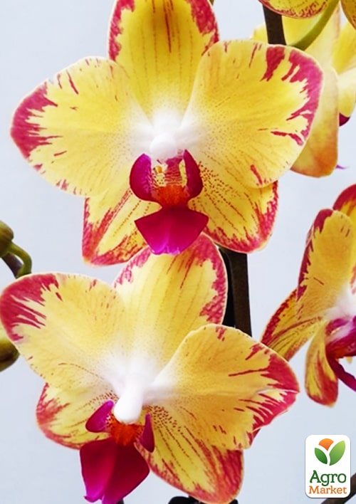 Орхидея (Phalaenopsis) "Papagayo" - фото 2