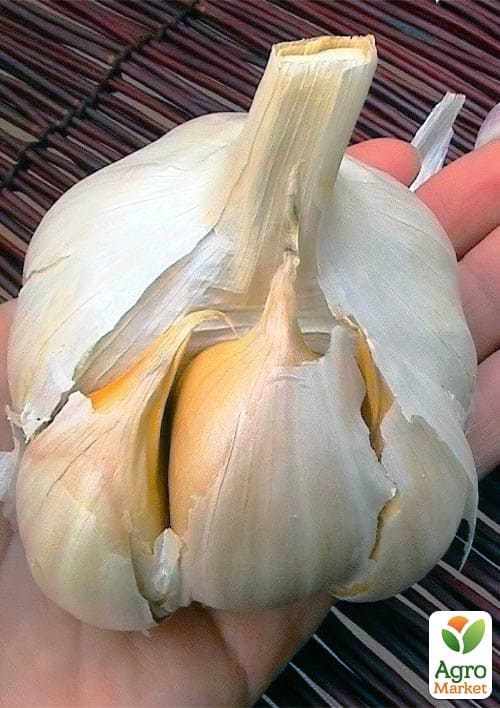 Чеснок гигант "Рокамболь" 0,5кг 