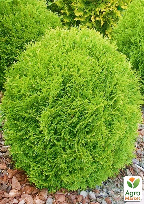Туя западная "Danica" (Thuja occidentalis) С2, высота 15-20 см - фото 3