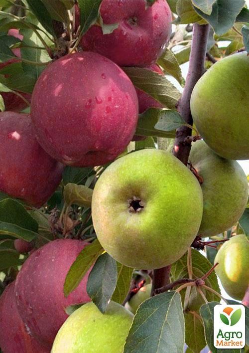 Осенний эксклюзив! Дерево-сад Яблоня колоновидная "Арбат+Трайдент" NEW