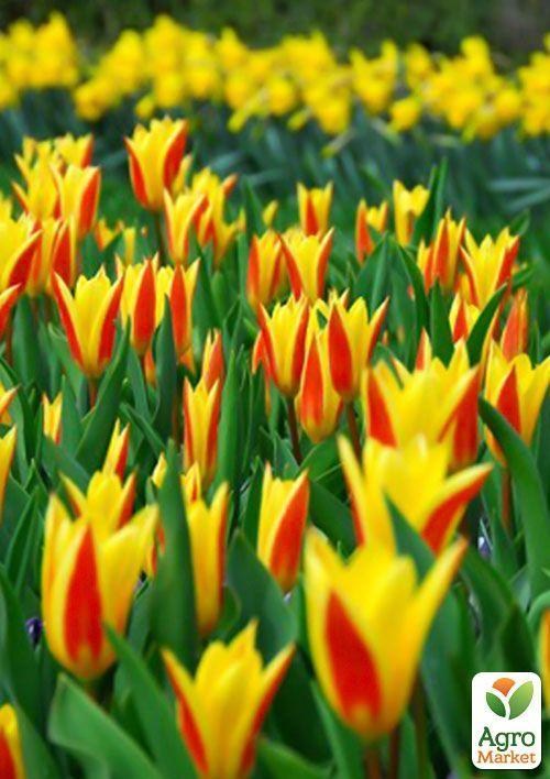 Тюльпан "Guiseppe Verdi" 3шт в упаковці