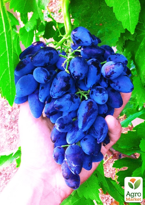 Виноград "Викинг" (ранний срок созревания, в гроздях отсутствует горошения)