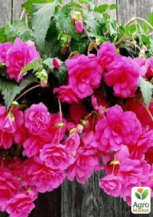 Бегония ампельная "Розовая" 1 шт