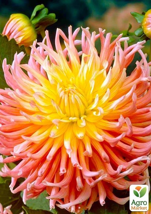 Георгина "Apricot Star"