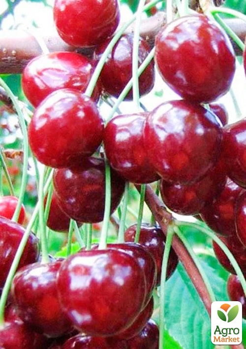 Вишня "Норд Стар" (літній сорт, пізній термін дозрівання)