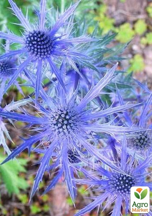 Синеголовник альпийский "Blue Star" (декоративный сухоцвет) - фото 2