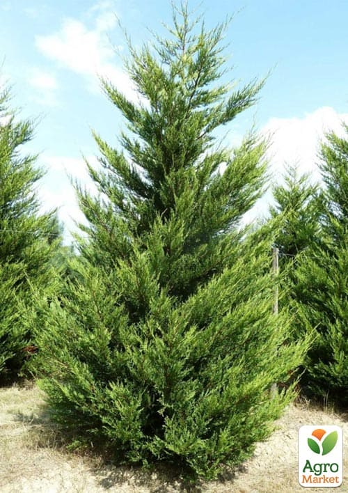 Купрессоципарис Лейланда (Cupressocyparis leylandii) С3, высота 40-60см