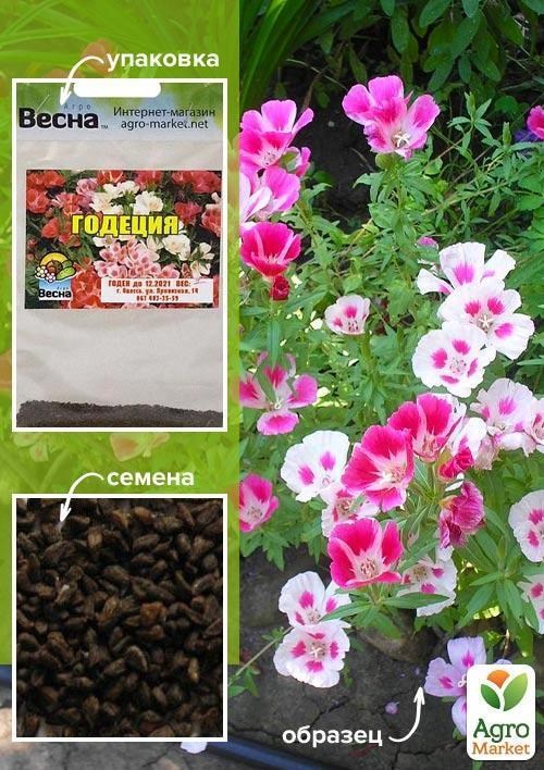 Годеция смесь (Зипер) ТМ "Весна" 0.5г