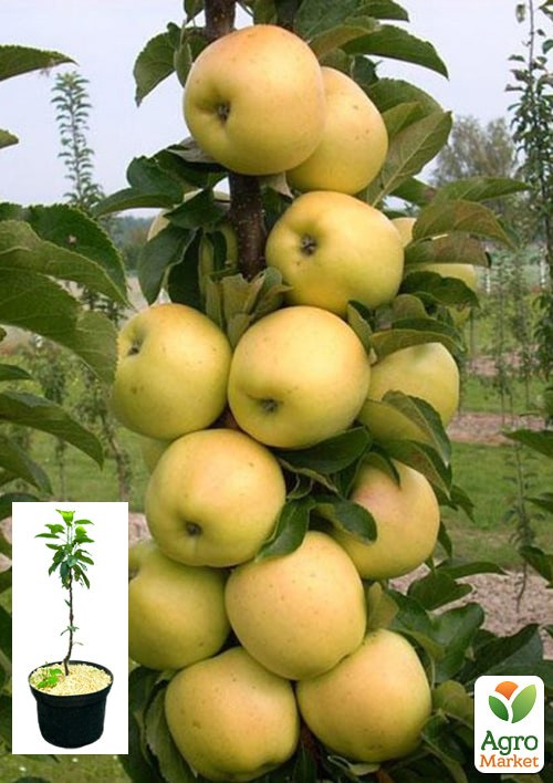 Яблоня колоновидная "Медок" укорененная в контейнере (саженец 2 года)