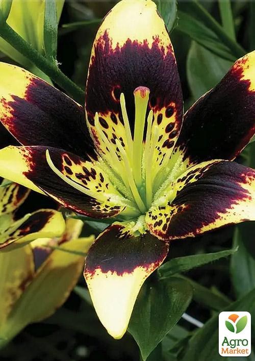 Лилия "Easy Dance" 