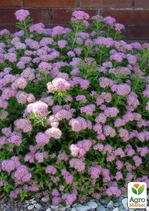 Спірея японська "Little Princes" контейнер 3л.