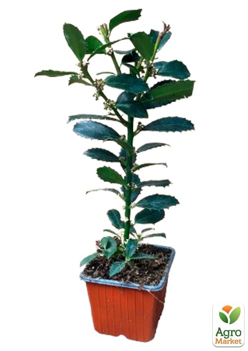 Падуб остролистный (Ilex aquifolium) вазон Р9 - фото 8
