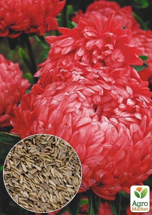 На развес Астра пионовидная красная ТМ "Весна" цена за 1,5г
