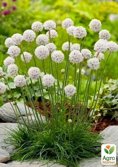 Армерия приморская "Morning Star White" - фото 3