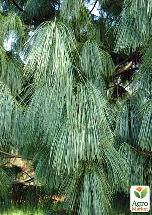 Сосна Гималайская "Griffithii" ( горшок P9) - фото 4
