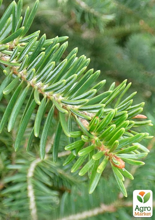 Ялиця Біла (Abies Alba) горщик P9 - фото 3