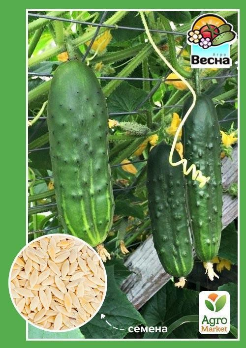 Огурец "Алексеич F1" ТМ "Весна" 0.25г