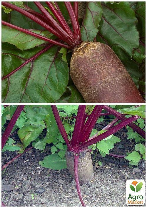 Буряк кормовий "Рекорд Полі" (Великий пакет) ТМ "Весна" 10г - фото 3